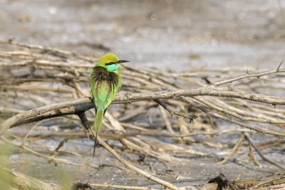 Asian Green Bee-eater Perched on Branch in Velavadar National Park