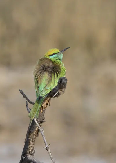 Asian Green Bee-eater perching on a dry branch in Velavadar National Park