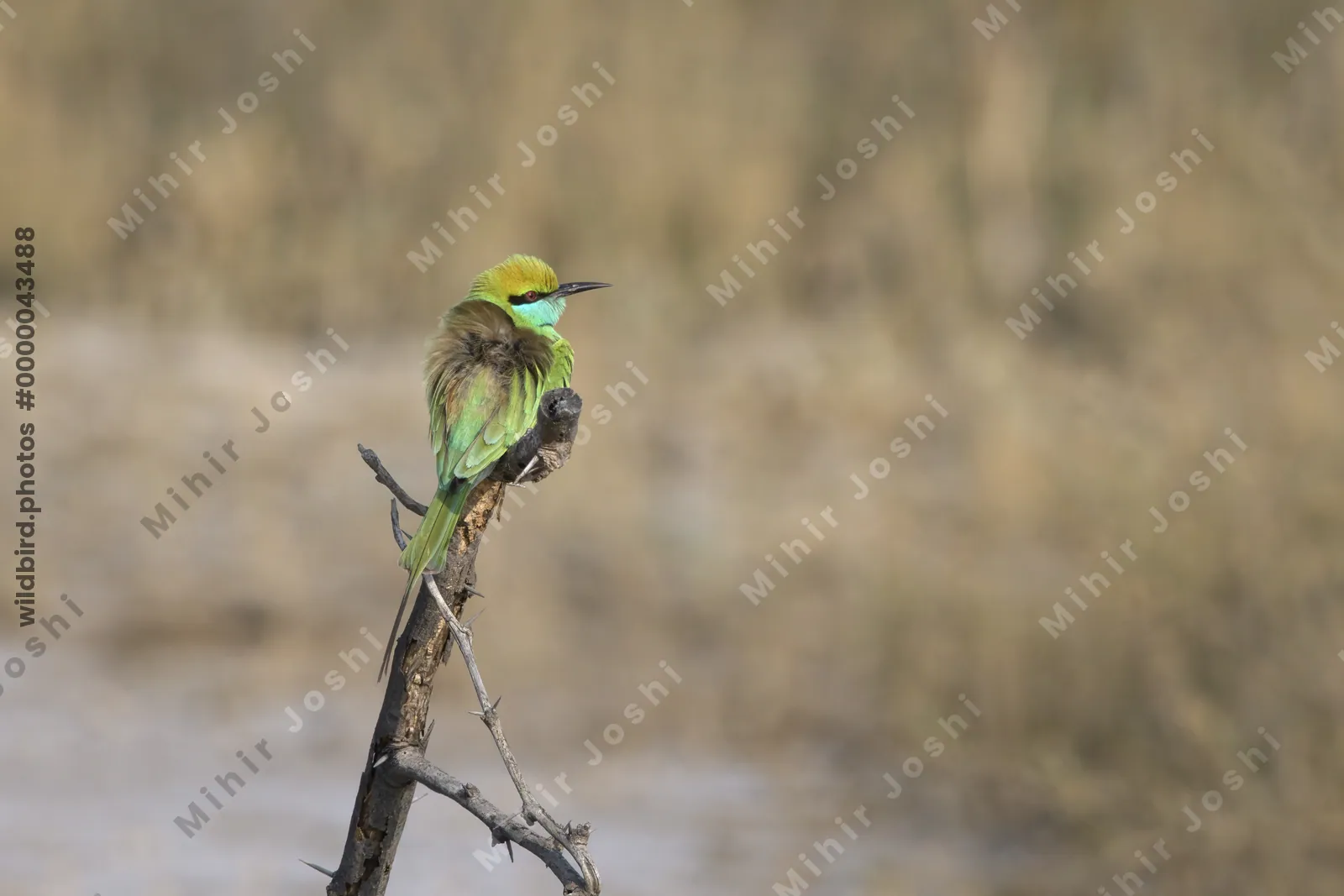 Asian Green Bee-eater Perched on a Branch in Velavadar National Park India