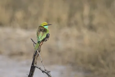Asian Green Bee-eater Perched on a Branch in Velavadar National Park India