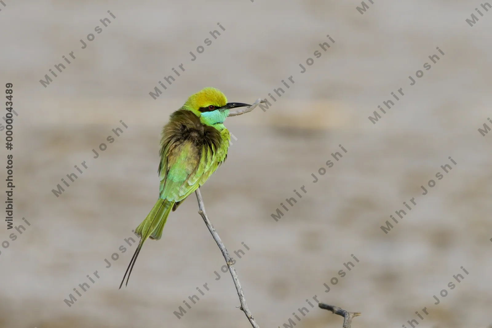 Asian Green Bee-Eater Perching in Velavadar National Park Gujarat India