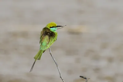 Asian Green Bee-Eater Perching in Velavadar National Park Gujarat India