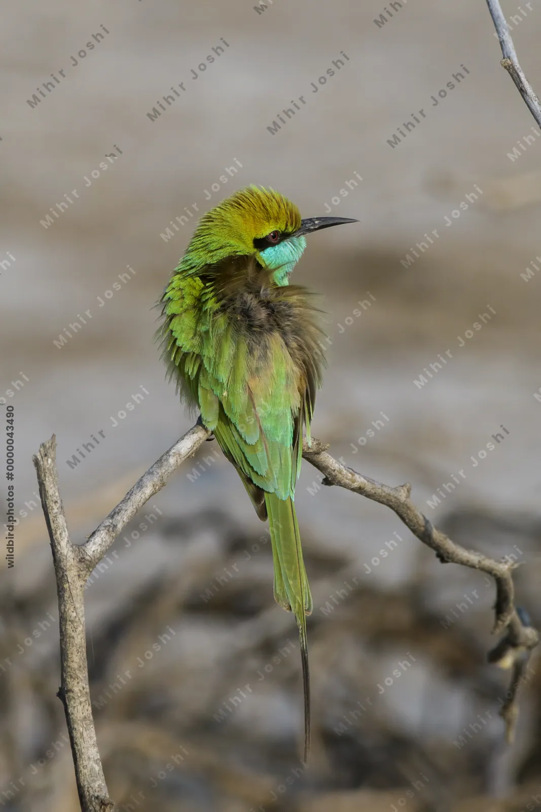 Asian Green Bee-eater Perching on a Branch in Velavadar National Park