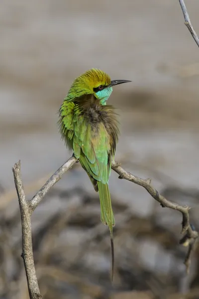 Asian Green Bee-eater Perching on a Branch in Velavadar National Park