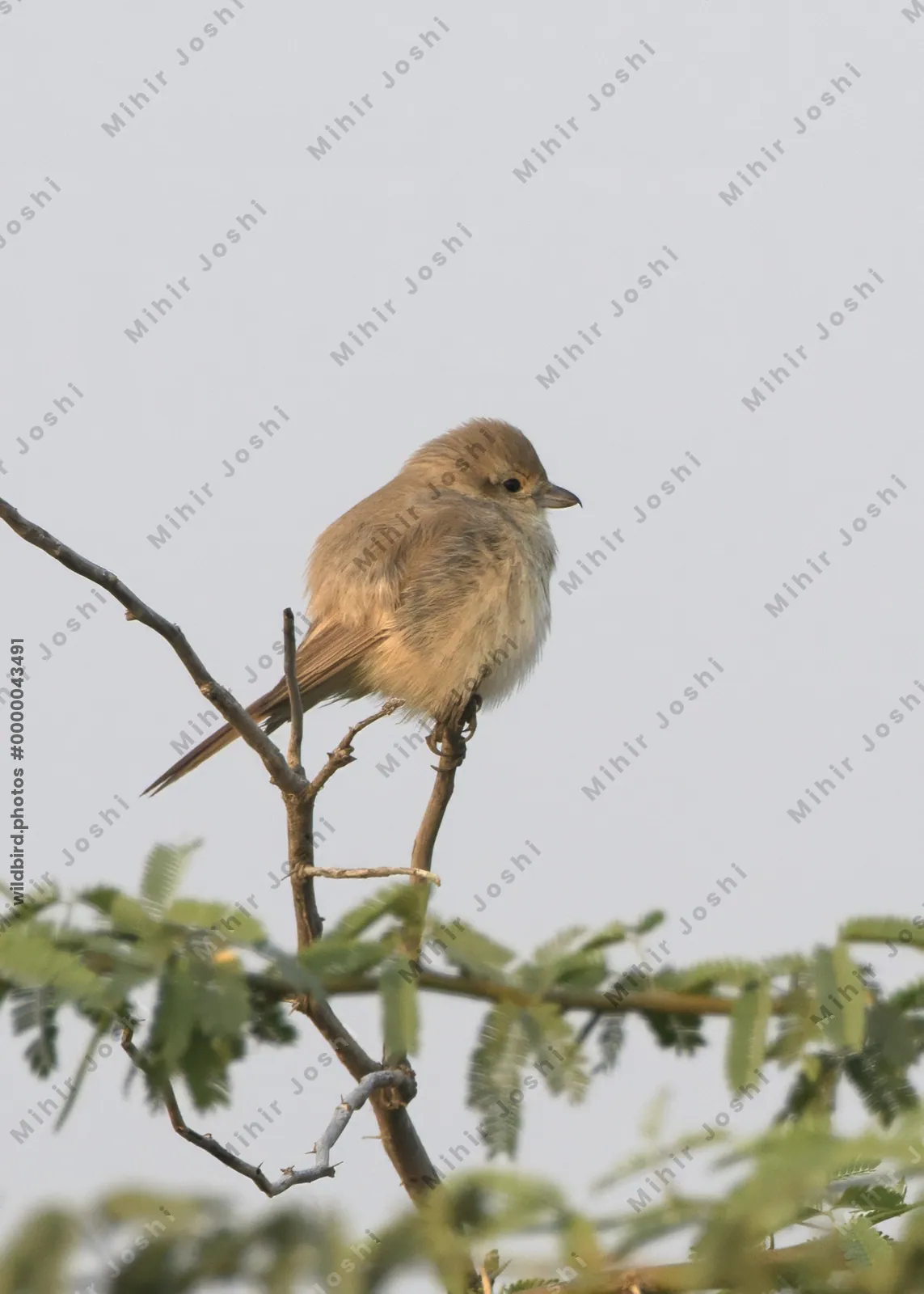 Isabelline Shrike Perched on a Tree Branch in Velavadar National Park India
