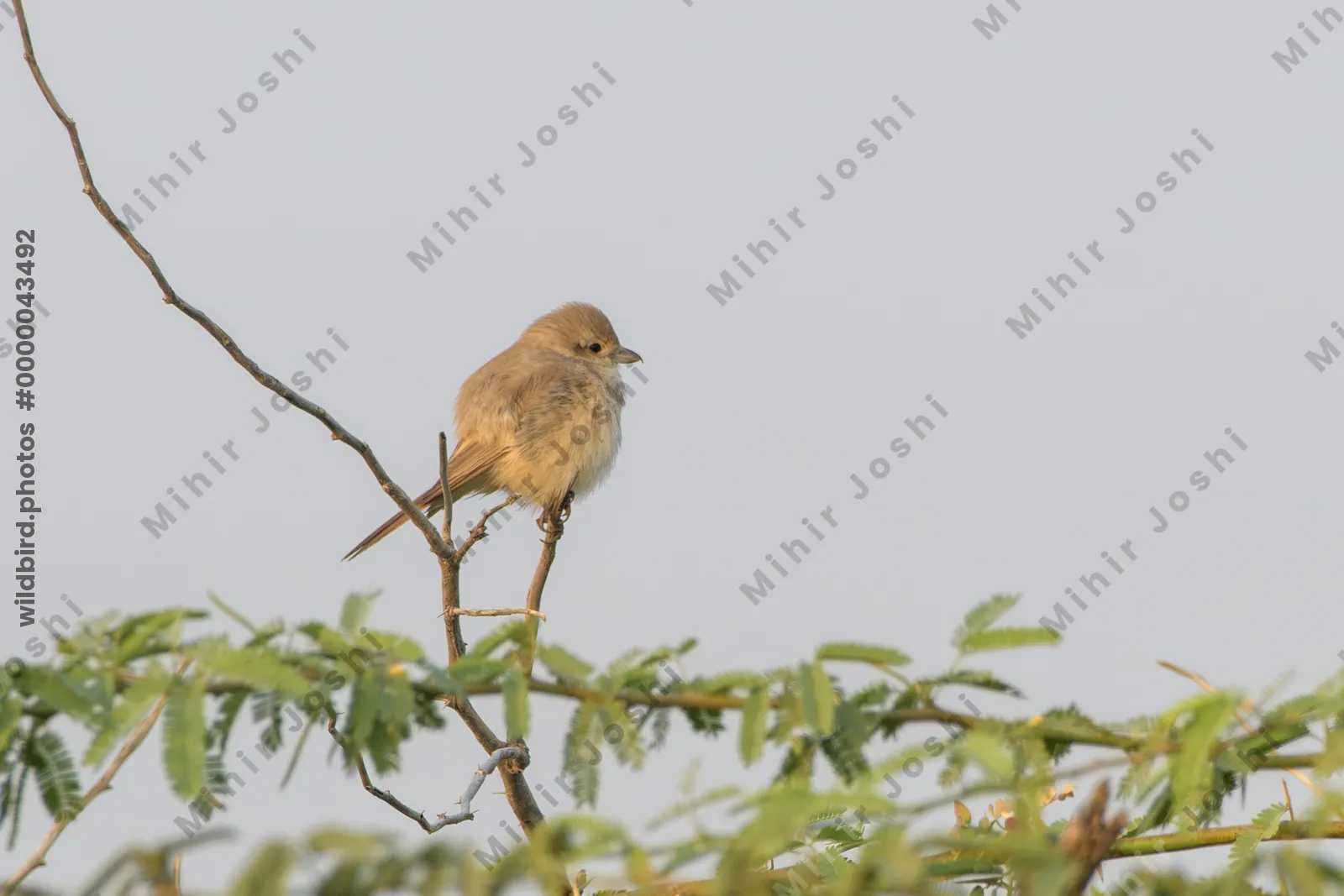 Isabelline Shrike Perched on a Branch in Velavadar National Park India