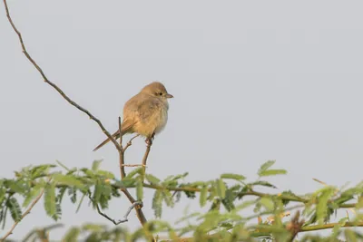 Isabelline Shrike Perched on a Branch in Velavadar National Park India