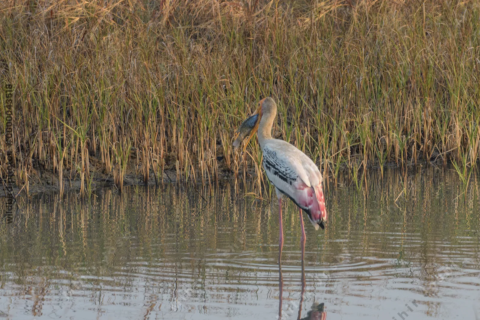 Painted stork with large fish catch at Velavadar National Park India