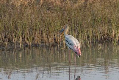 Painted stork with large fish catch at Velavadar National Park India