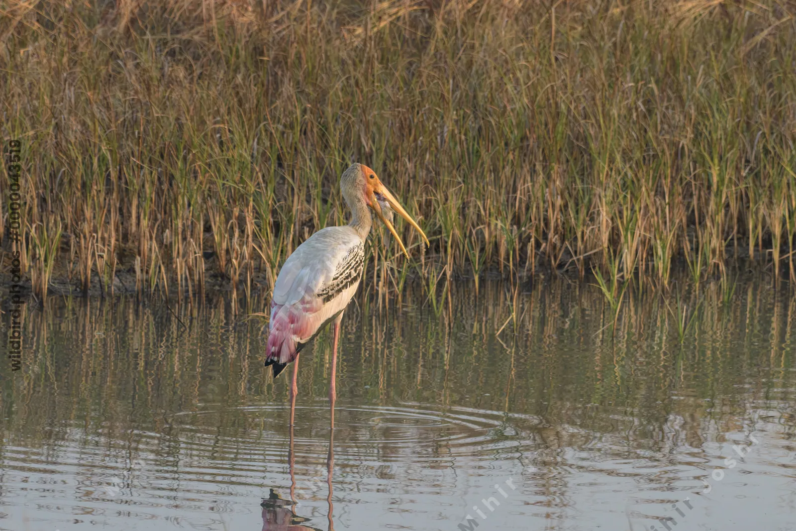 Painted Stork with Fish Prey at Velavadar National Park Gujarat India
