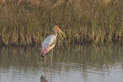 Painted Stork with Fish Prey at Velavadar National Park Gujarat India