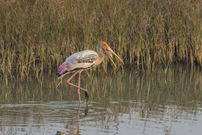 Painted Stork Swallowing a Fish at Velavadar National Park India