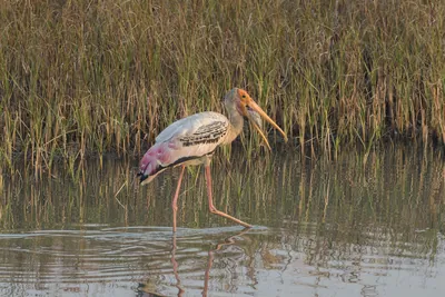 Painted Stork with Fish Catch in Velavadar National Park, India