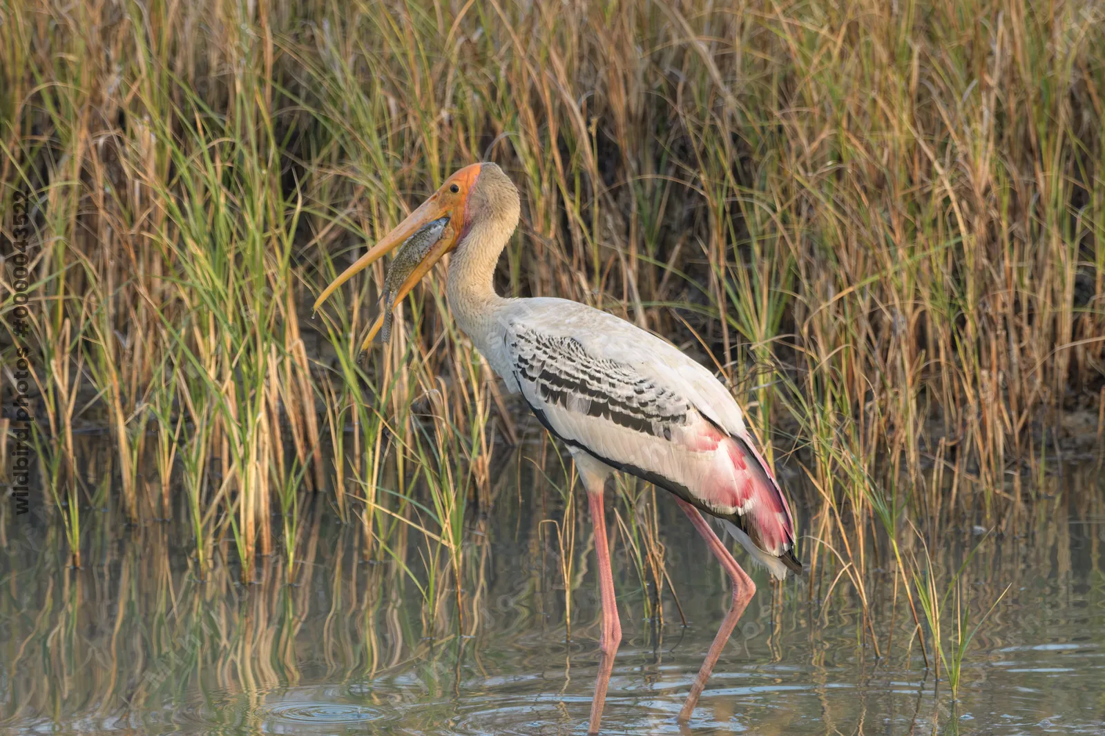 Painted Stork with Fish Catch in Velavadar National Park Gujarat India
