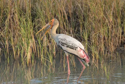 Painted Stork with Fish Catch in Velavadar National Park Gujarat India