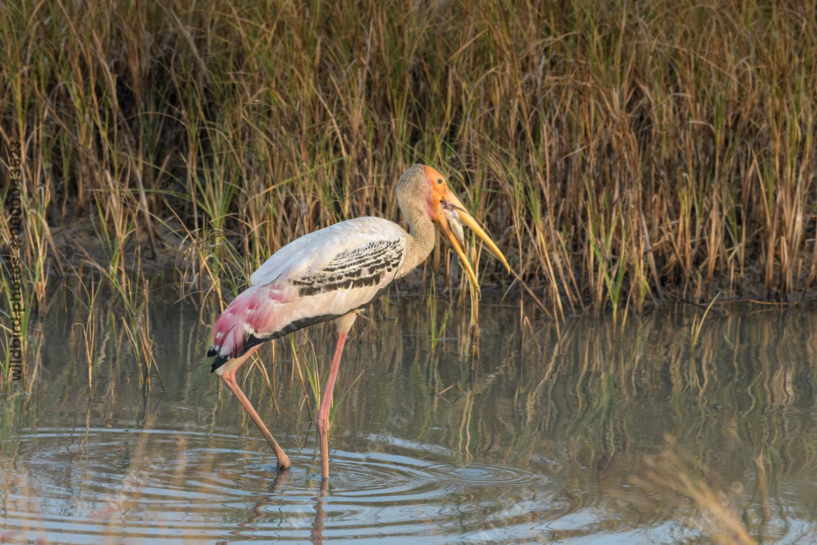 Painted Stork Eating Fish Catch in Velavadar National Park India