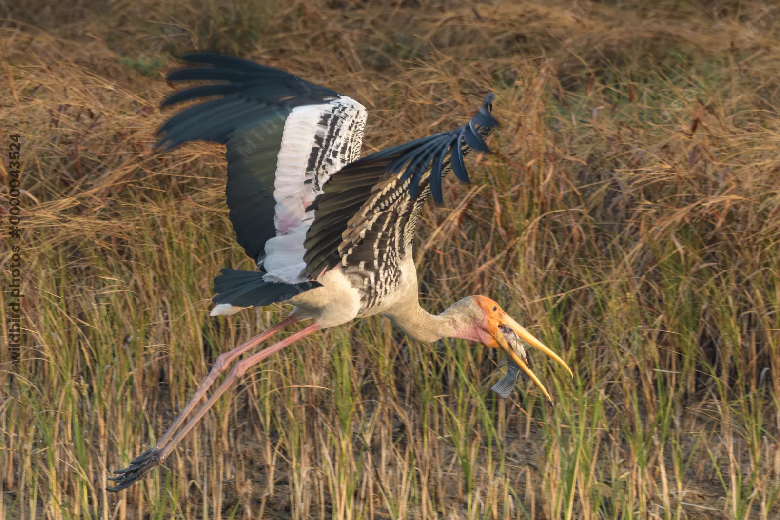 Painted Stork with Large Fish Catch in Flight at Velavadar National Park India