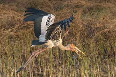 Painted Stork with Large Fish Catch in Flight at Velavadar National Park India