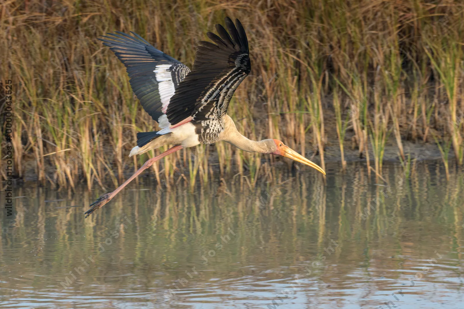 Painted Stork Mycteria leucocephala in flight at Velavadar National Park India