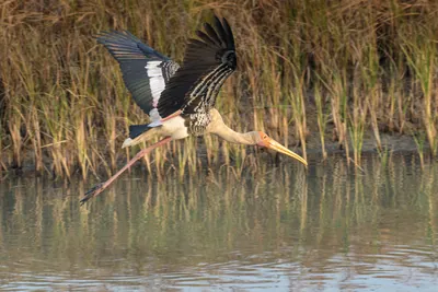 Painted Stork Mycteria leucocephala in flight at Velavadar National Park India