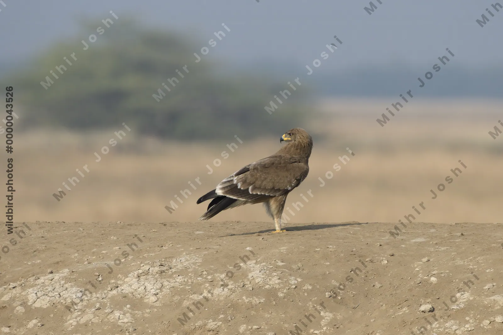 Steppe Eagle Standing on Ground in Velavadar National Park India