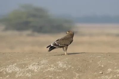Steppe Eagle Standing on Ground in Velavadar National Park India