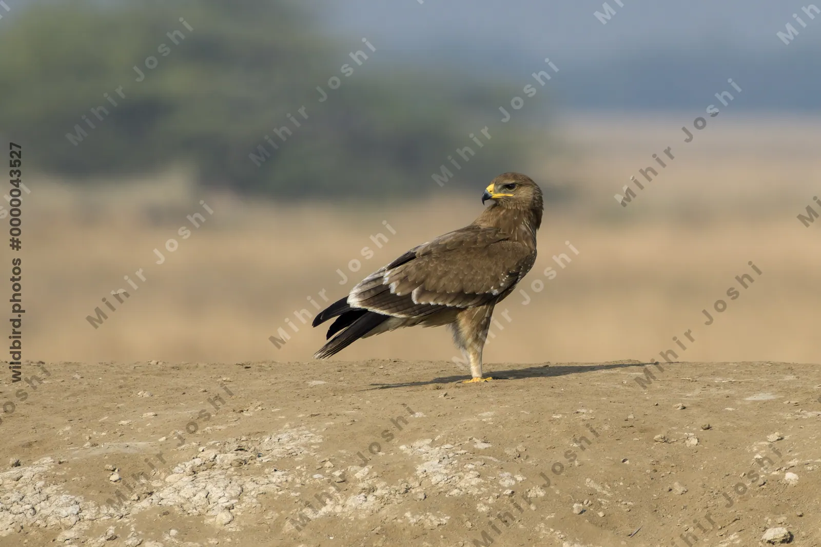 Steppe Eagle perched on ground at Velavadar National Park India