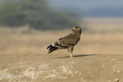 Steppe Eagle perched on ground at Velavadar National Park India