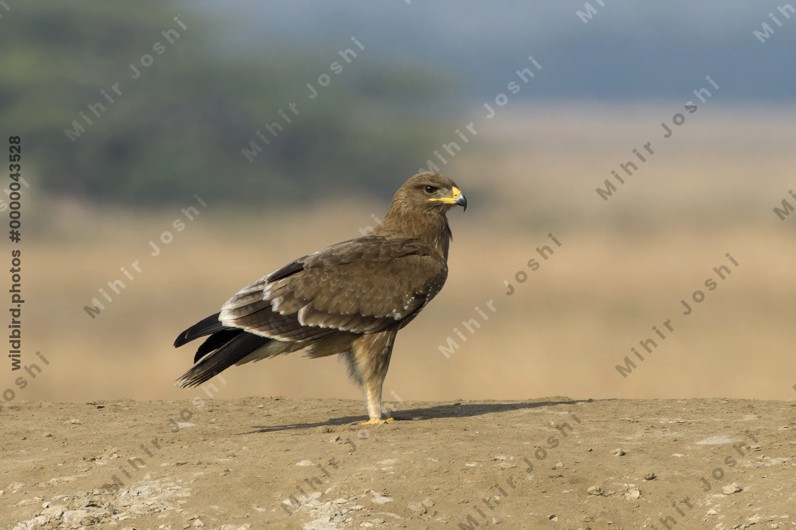 Steppe Eagle Standing on Dirt Mound in Velavadar National Park India