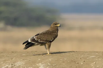 Steppe Eagle Standing on Dirt Mound in Velavadar National Park India