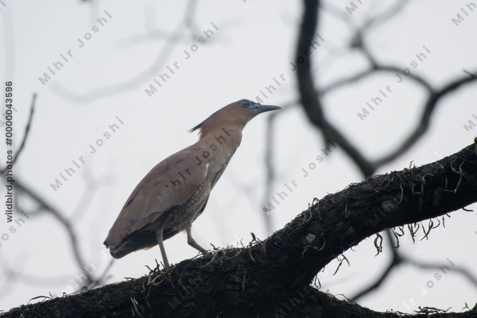 Malayan Night Heron perched on tree branch in forest habitat at Manas National Park, Assam, India.