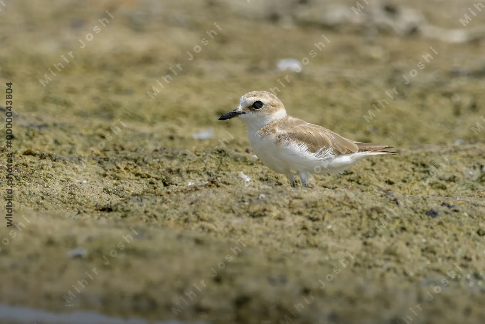 Greater Sand Plover (Anarhynchus leschenaultii) foraging on a muddy wetland habitat near Nalsarovar in Gujarat, India.