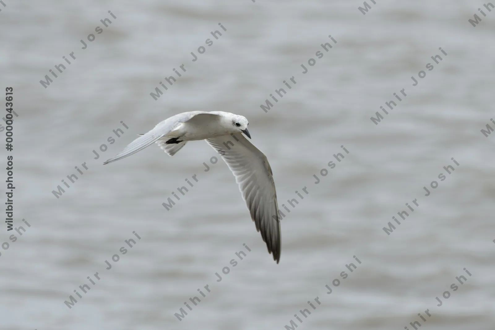 Gull-billed Tern in flight over Arabian Sea waters near Sassoon Docks in Mumbai, Maharashtra, India.