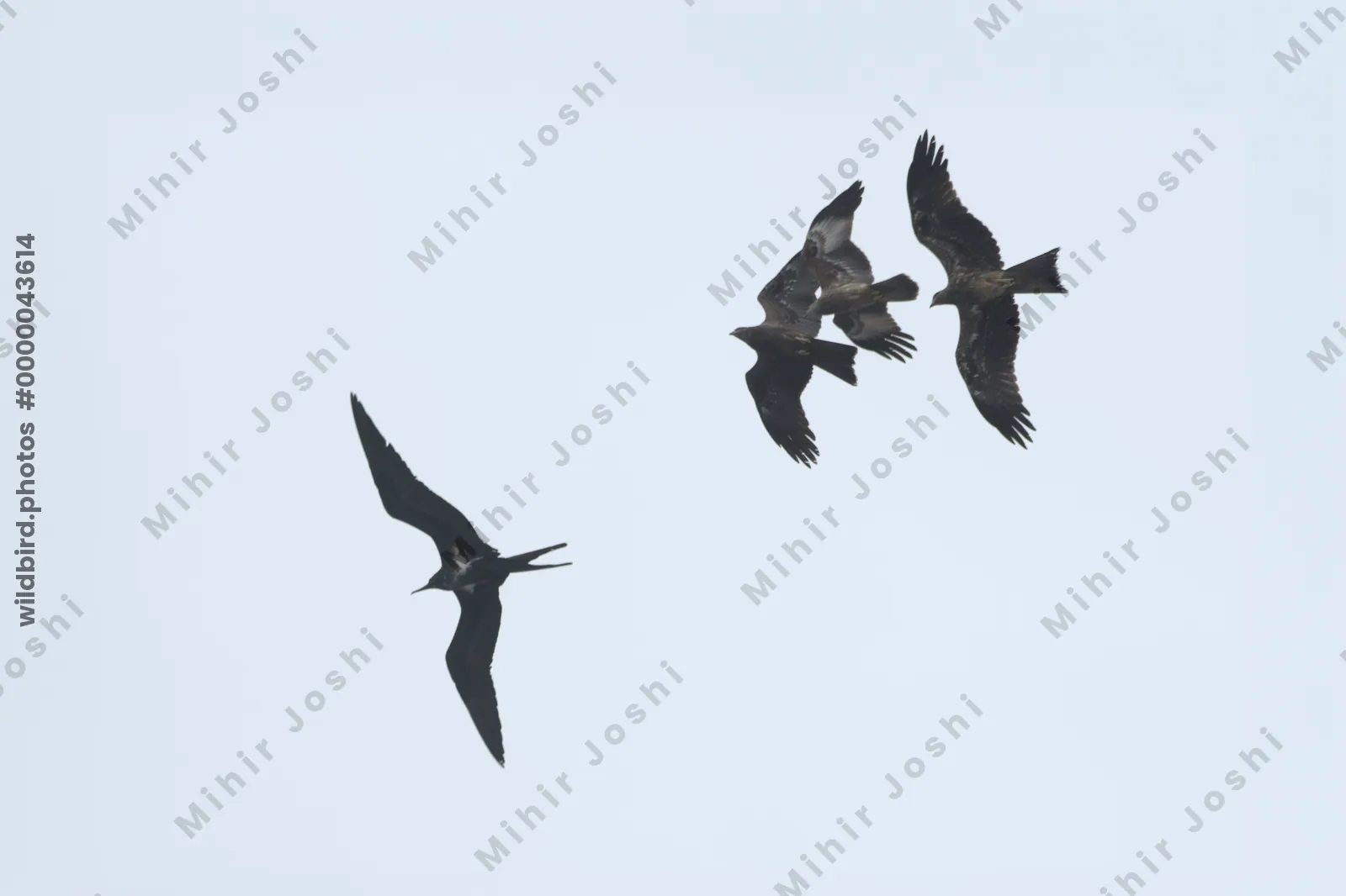 Black Kites mobbing a Lesser Frigatebird in flight over the Arabian Sea near Sassoon Docks in Mumbai, Maharashtra, India.