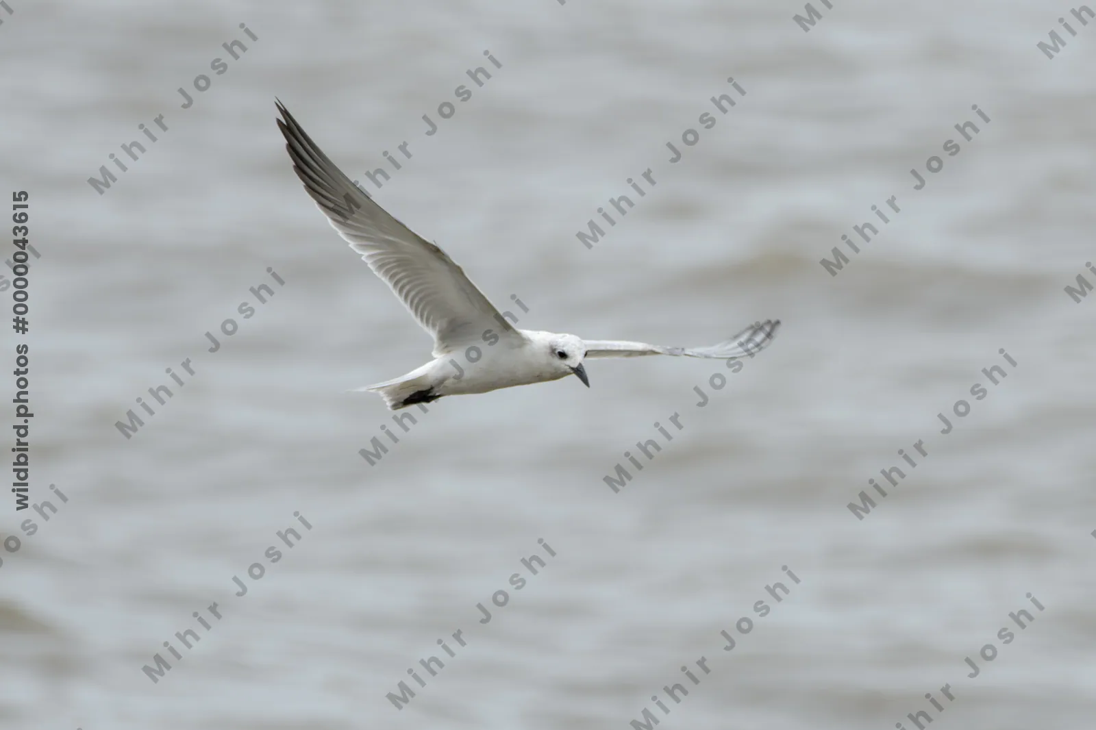 Gull-billed Tern in flight over Arabian Sea waters near Sassoon Docks in Mumbai, Maharashtra, India.