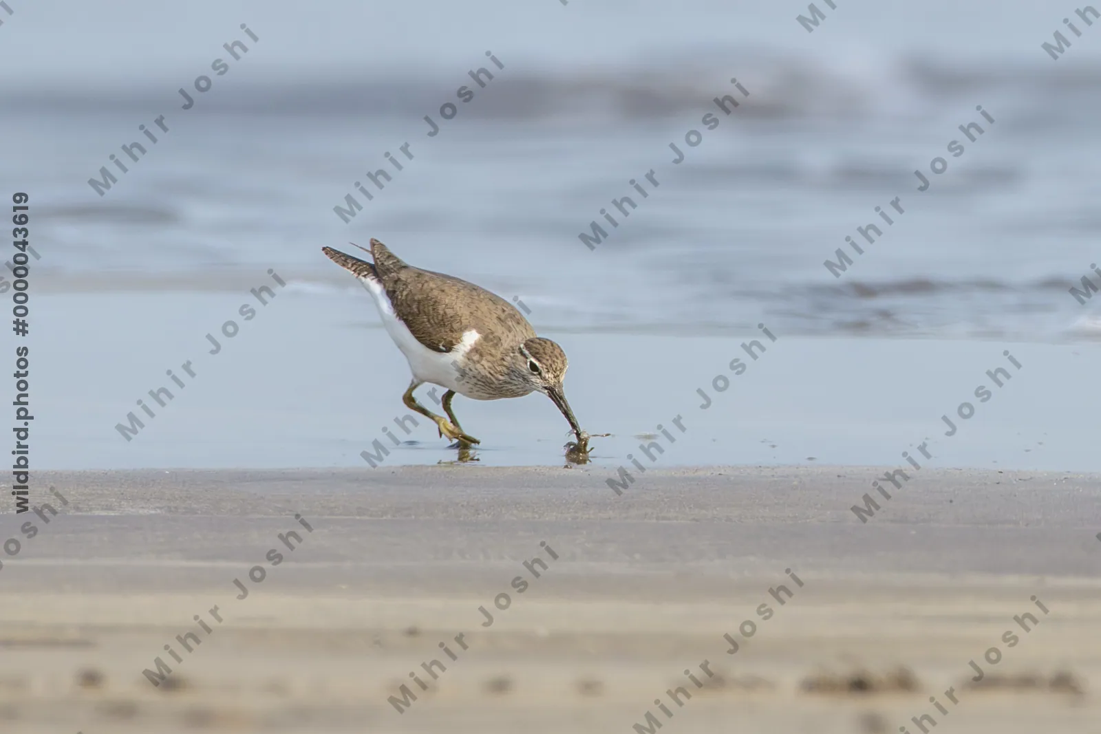 Common Sandpiper catching a small crab while foraging along the shoreline at Saaral beach near Alibag, Maharashtra, India.