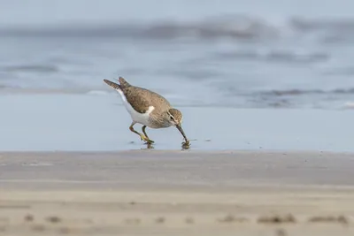 Common Sandpiper catching a small crab while foraging along the shoreline at Saaral beach near Alibag, Maharashtra, India.