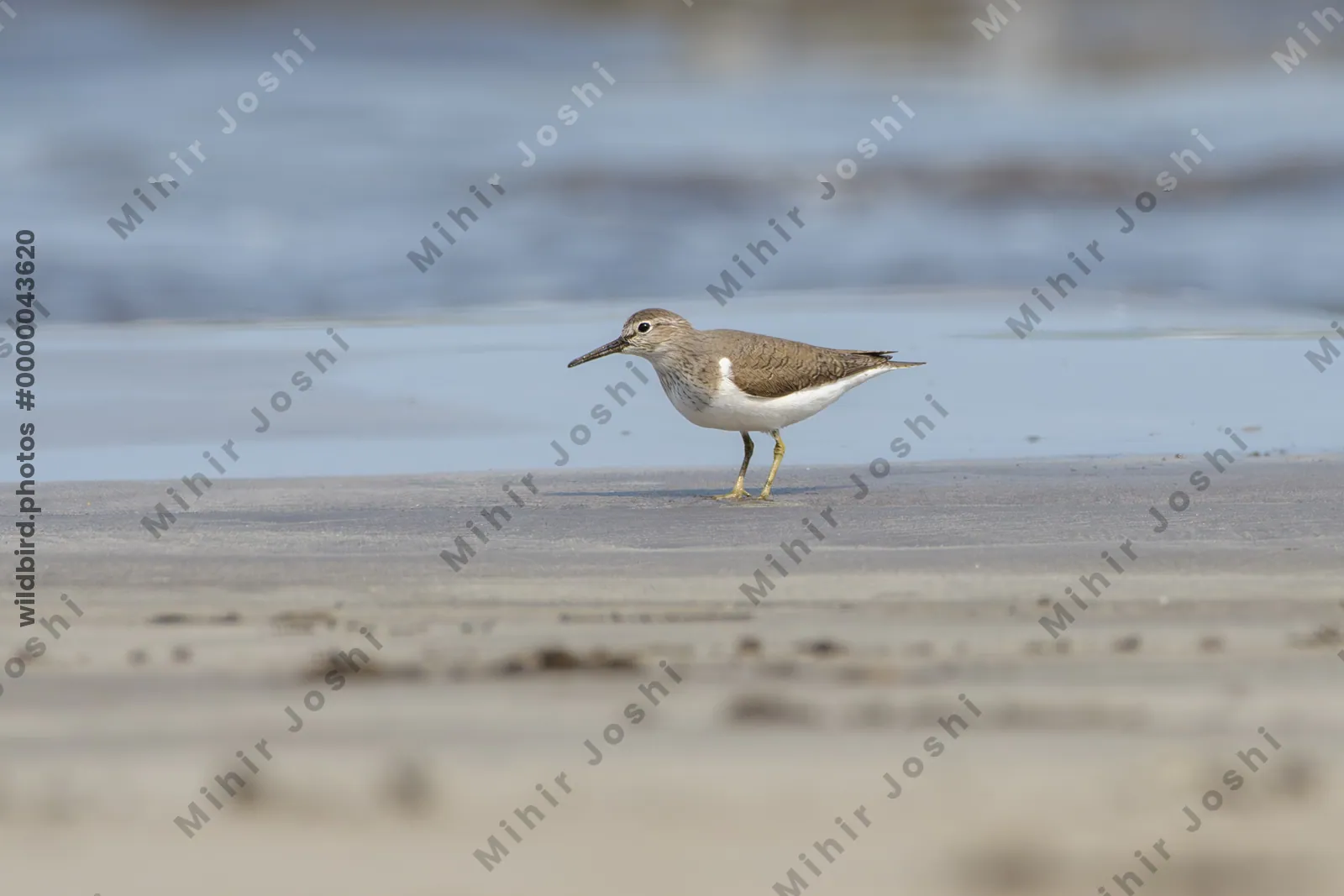 Common Sandpiper foraging along the shoreline at Saaral beach near Alibag, Maharashtra, India.