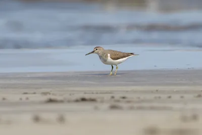Common Sandpiper foraging along the shoreline at Saaral beach near Alibag, Maharashtra, India.