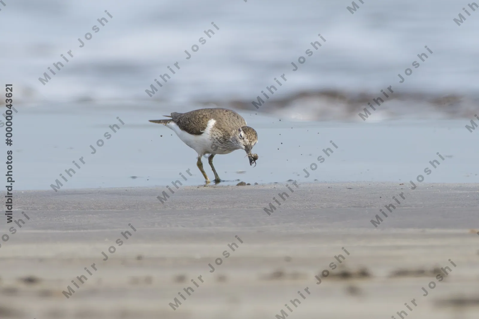 Common Sandpiper catching a small crab while foraging along the shoreline at Saaral beach near Alibag, Maharashtra, India.