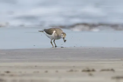 Common Sandpiper catching a small crab while foraging along the shoreline at Saaral beach near Alibag, Maharashtra, India.