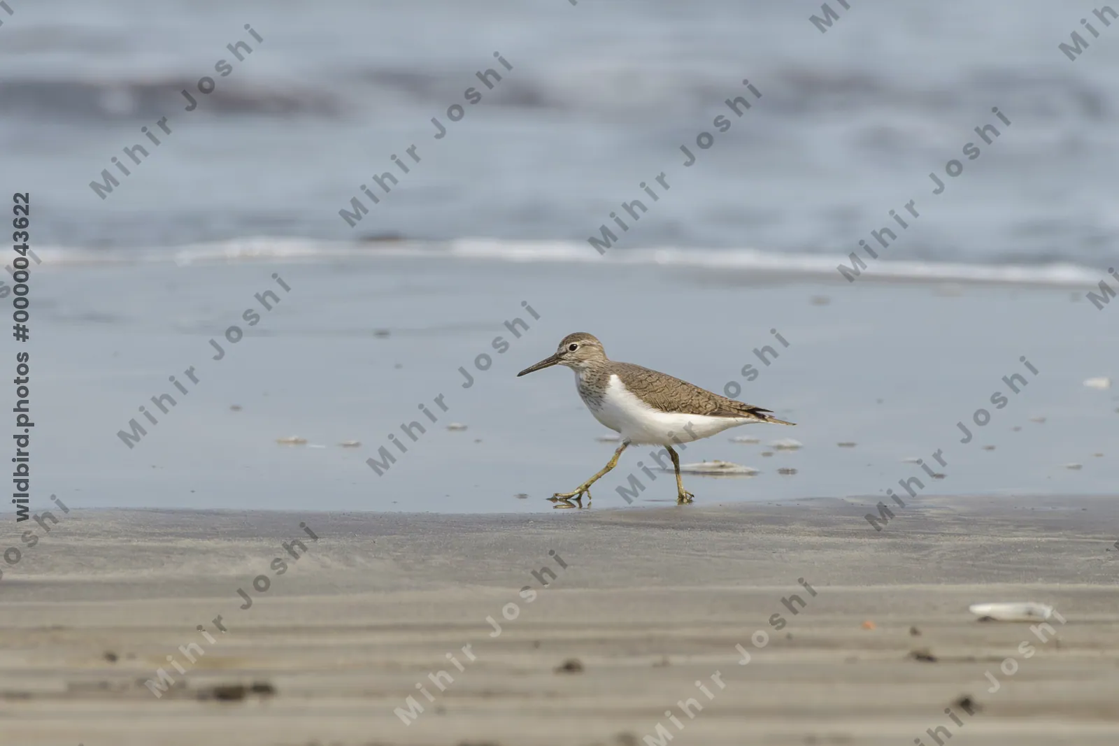 Common Sandpiper foraging along the shoreline at Saaral beach near Alibag, Maharashtra, India.