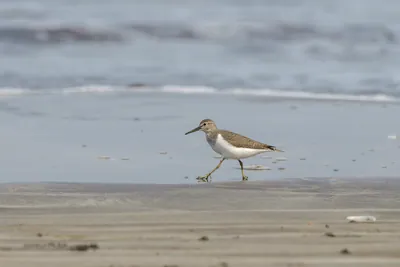 Common Sandpiper foraging along the shoreline at Saaral beach near Alibag, Maharashtra, India.