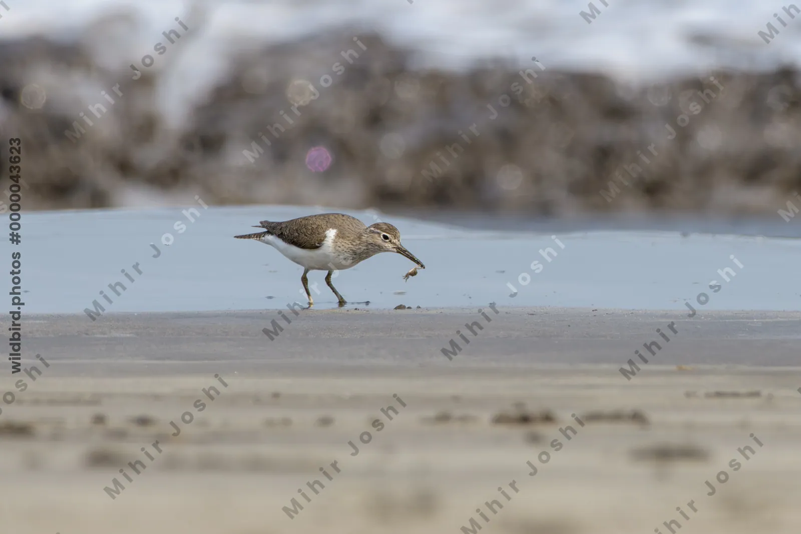 Common Sandpiper carrying a small crab while foraging along the shoreline at Saaral beach near Alibag, Maharashtra, India.