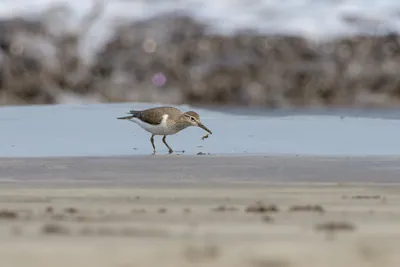 Common Sandpiper carrying a small crab while foraging along the shoreline at Saaral beach near Alibag, Maharashtra, India.