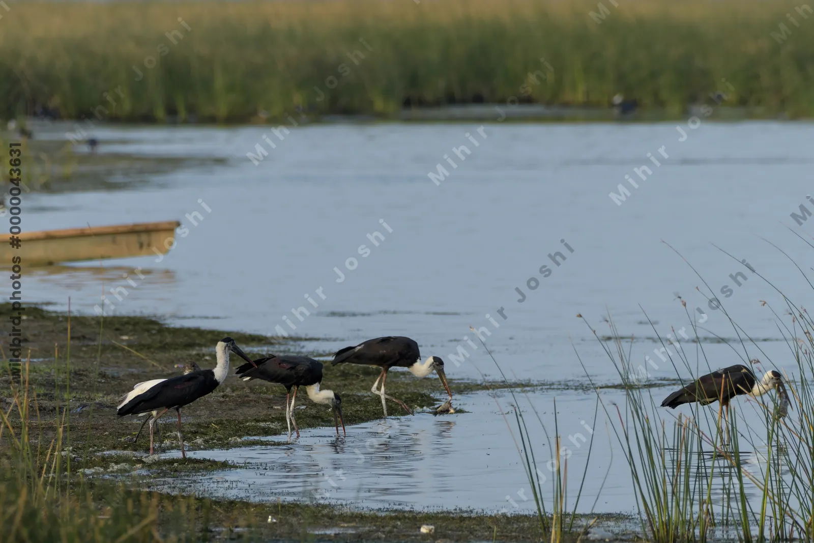 Woolly-necked Storks (Ciconia episcopus) foraging in shallow wetland habitat at Nalsarovar Bird Sanctuary, Gujarat, India.