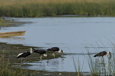 Woolly-necked Storks (Ciconia episcopus) foraging in shallow wetland habitat at Nalsarovar Bird Sanctuary, Gujarat, India.