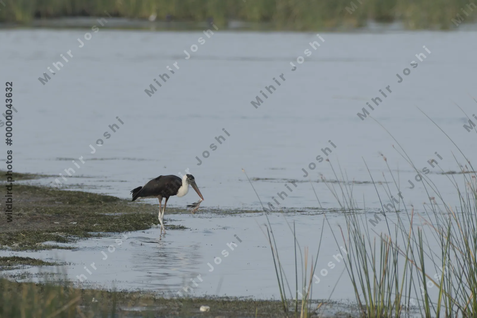 Woolly-necked Storks (Ciconia episcopus) foraging in shallow wetland habitat at Nalsarovar Bird Sanctuary, Gujarat, India.