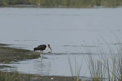 Woolly-necked Storks (Ciconia episcopus) foraging in shallow wetland habitat at Nalsarovar Bird Sanctuary, Gujarat, India.