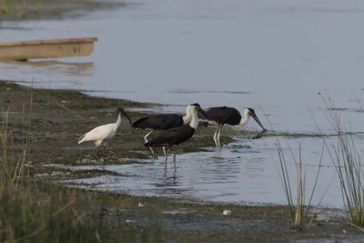 Woolly-necked Storks (Ciconia episcopus) foraging in shallow wetland habitat at Nalsarovar Bird Sanctuary, Gujarat, India.